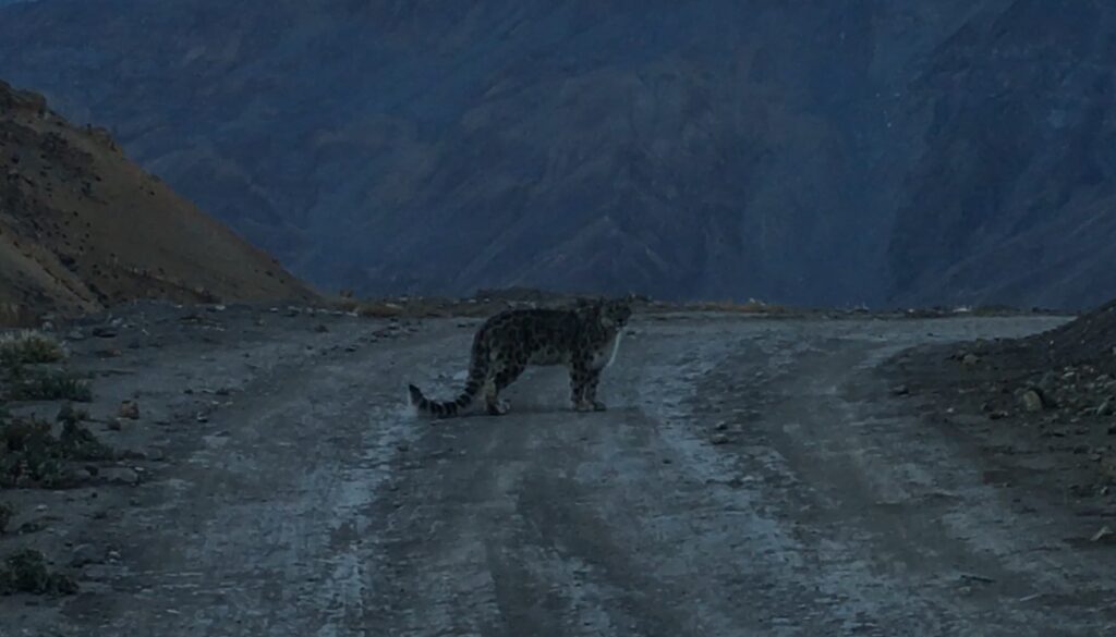 Snow Leopard