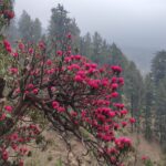Pink Rhododendron