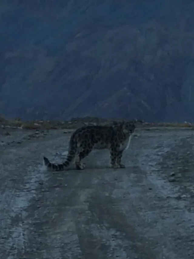 4 Snow Leopards in Spiti: A Dynamic Sneak Peek Sighting